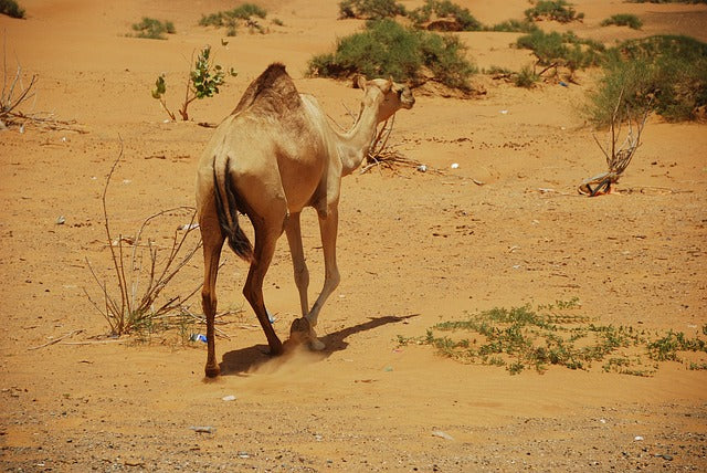 Ras Al Khaimah eventyrture