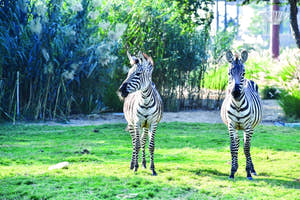 Zebraer