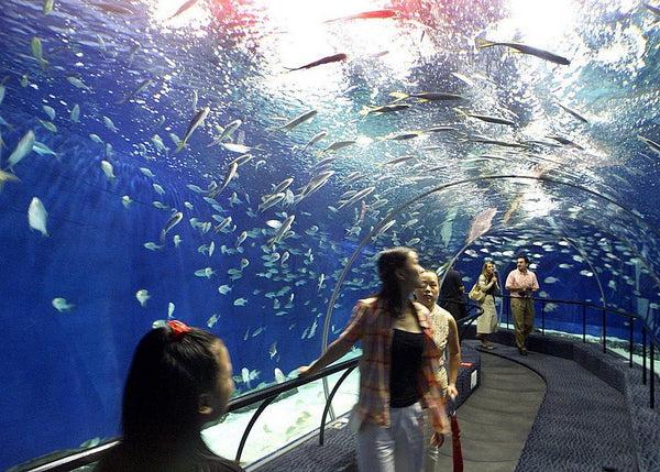 Посещение Большого Аквариума в Хургаде с индивидуальным трансфером