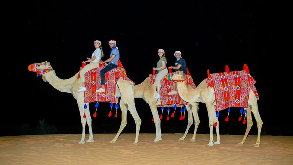Couples riding camels