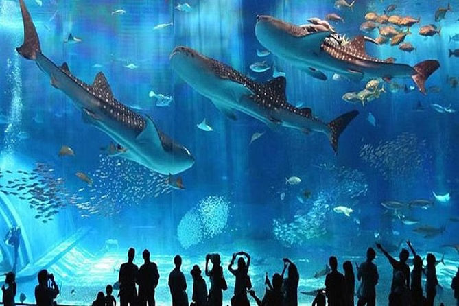 Hurghada Grand Aquarium Visit with Private Transfers