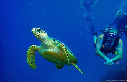 Дайвинг в Кушадасы с обедом и трансфером туда и обратно