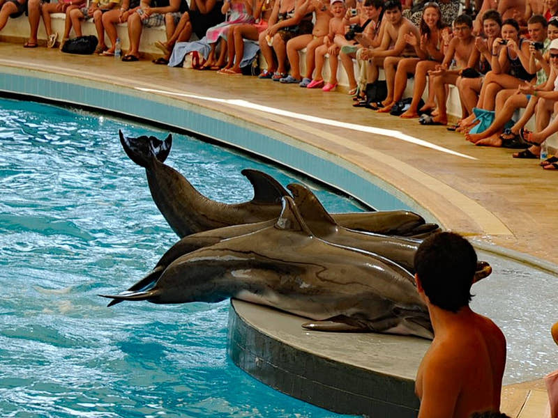 Side Dolphin Show - Tripventura