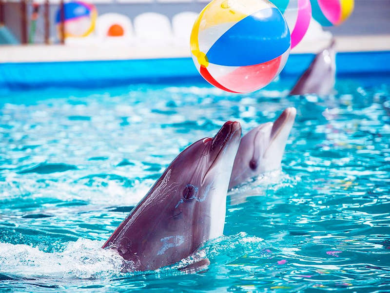 Side Dolphin Show - Tripventura