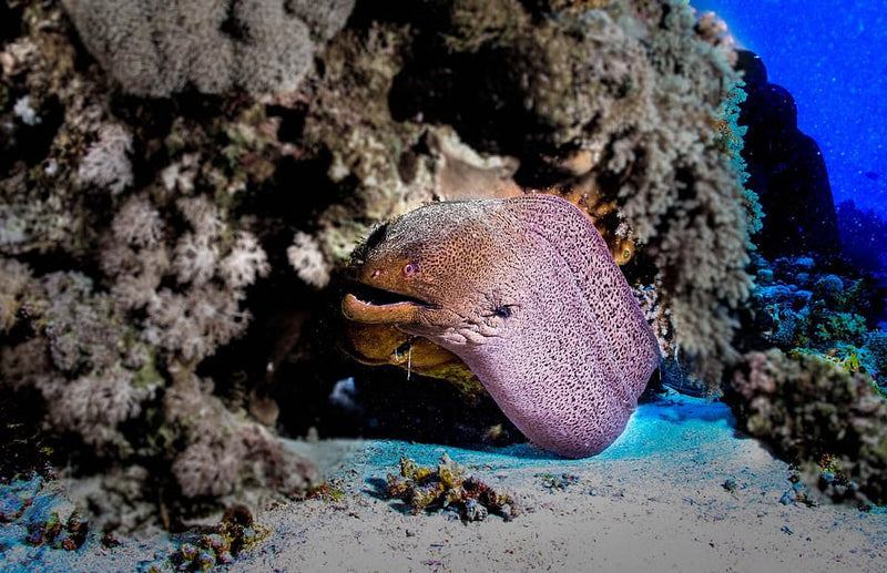 Hurghada Yacht Diving Tour with 2 Dives, Lunch & Transfers