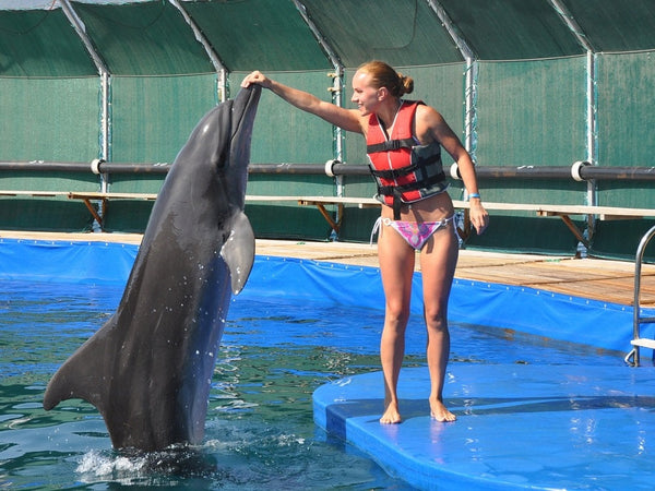 Swimming with Dolphins Adventure in Bodrum