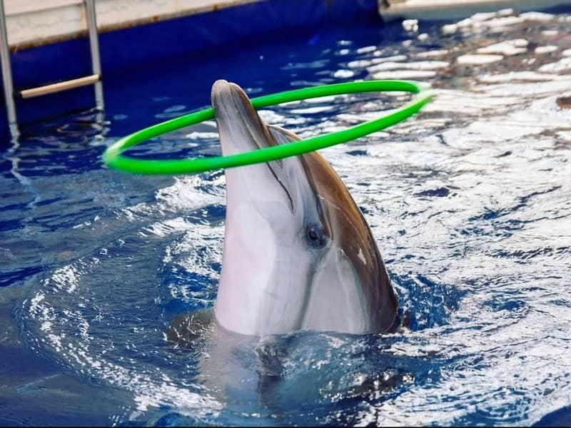 Side Dolphin Show - Tripventura
