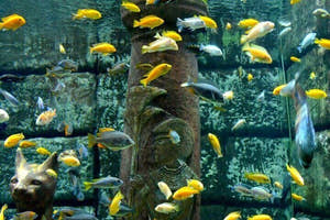 Antalya Aquarium-tur med entré