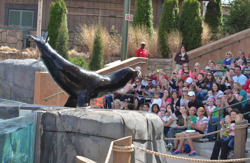 Jetzt buchen: Belek Dolphin & Sea Lions Show - Tripventura