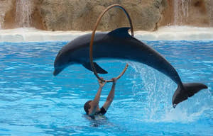 Belek delfin- og søløveshow - Tripventura