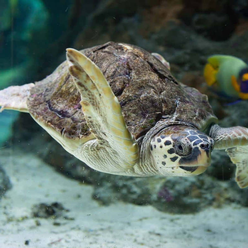 Scuba Diving Adventure in Side