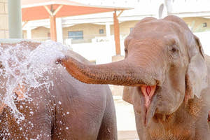 Elephants