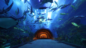 Dubai Aquarium og Underwater Zoo