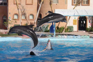 Sharm El Sheikh Dolphin show