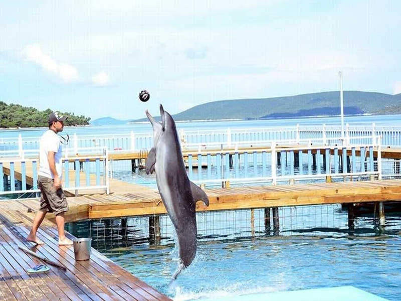 Bilet wstępu na Bodrum Dolphin Show