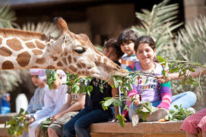 Kids feeding Giraffe