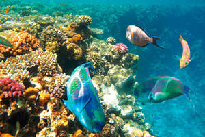 Ubådstur i Sharm El Sheikh