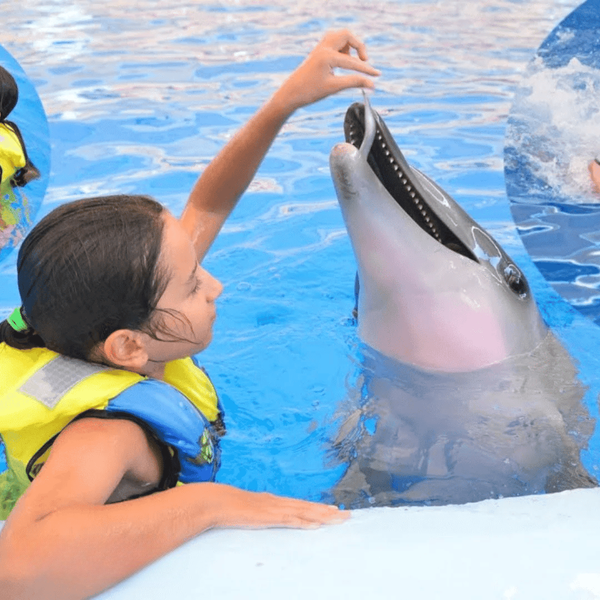 Swimming with Dolphins, Expert Trainers & Transfer from Alanya