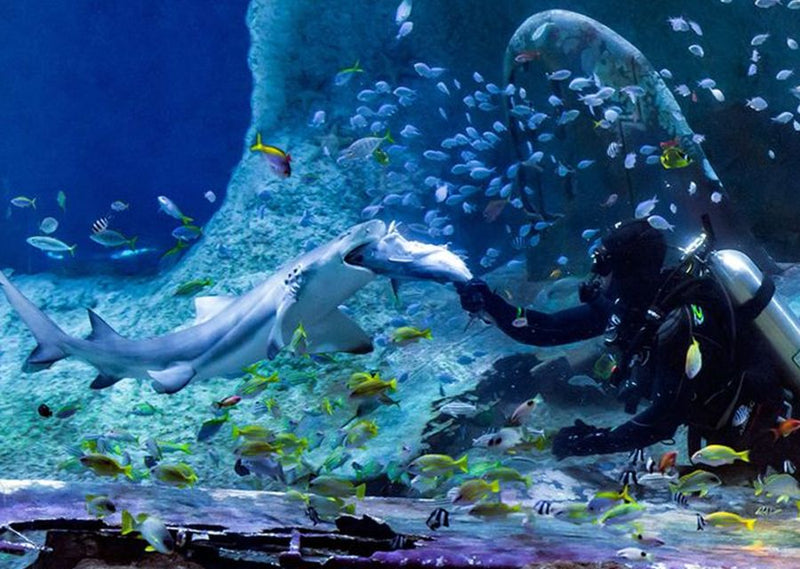 Diver feeding fish to a shark