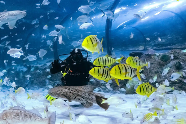 Diver in aquarium with a variety of fish