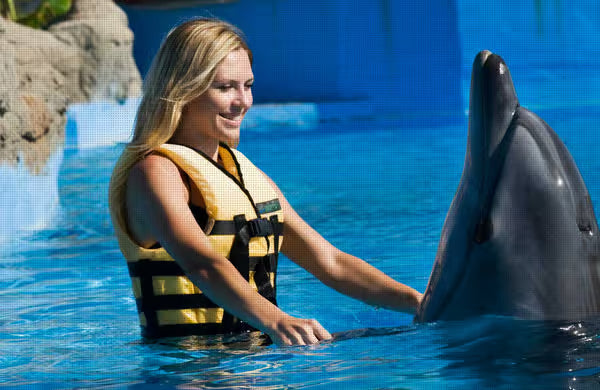 Kemer delfin- og søløveshow med entré og transport