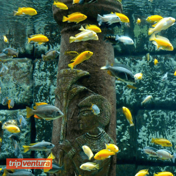 Alanya Antalya Aquarium Tour - Tripventura