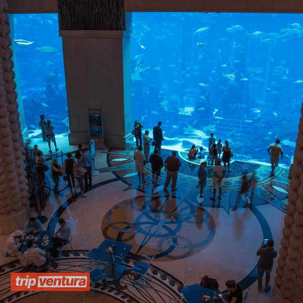 Entrébillet til Dubais akvarium The Lost Chambers – Tripventura