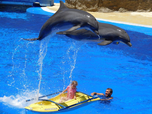Swimming with Dolphins Adventure in Bodrum