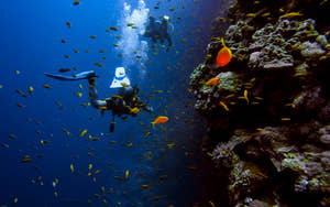 Undervandsåndingsapparat (SCUBA) til at udforske havlivet