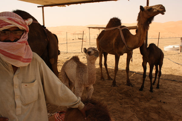 Liwa Camel Farm