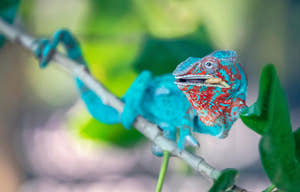 Panterkameleon (Furcifer pardalis)