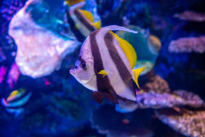 Antalya Aquarium-tur med entré og tur/retur transport