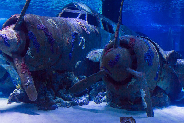 Antalya Aquarium Tour with Entrance & Roundtrip Transfer