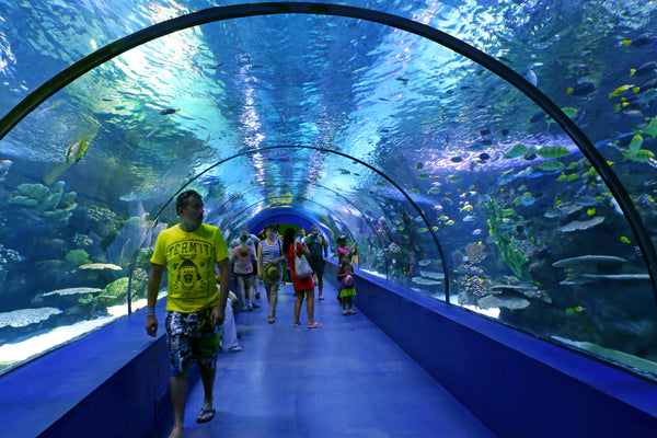 glass-top walk at the Dubai Aquarium