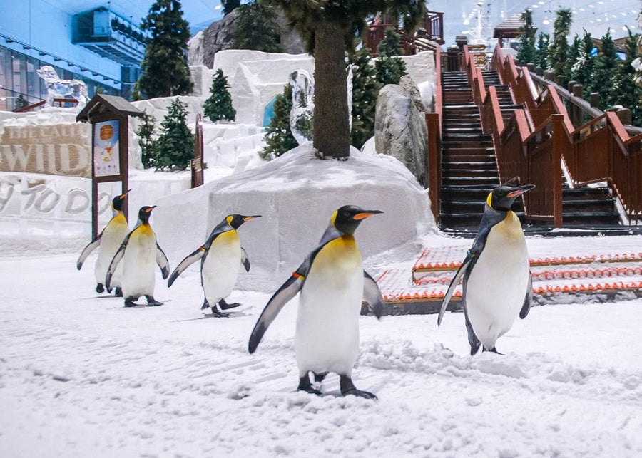 Der ultimative Ski Dubai Guide: Lage, Anreise & Tipps