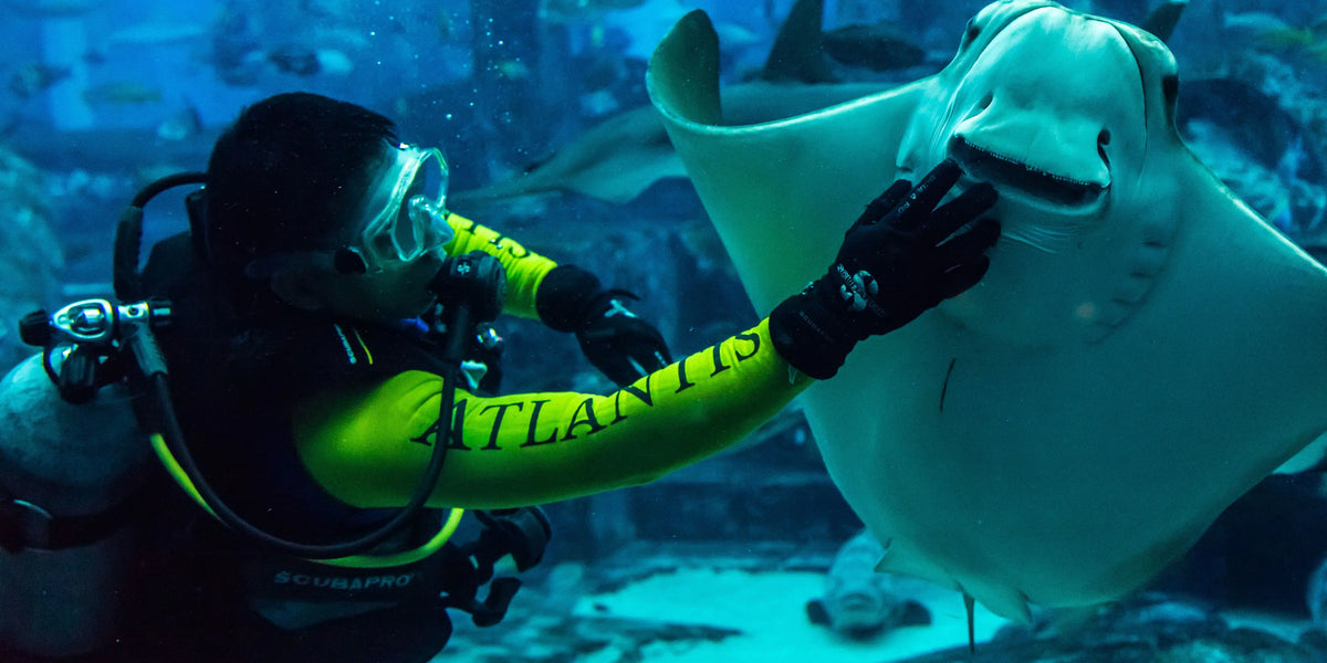 Scuba Diving in Dubai: When and Where to Dive, Prices