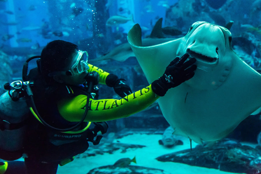 Tauchen in Dubai: Beste Zeiten, Top-Spots und Preise