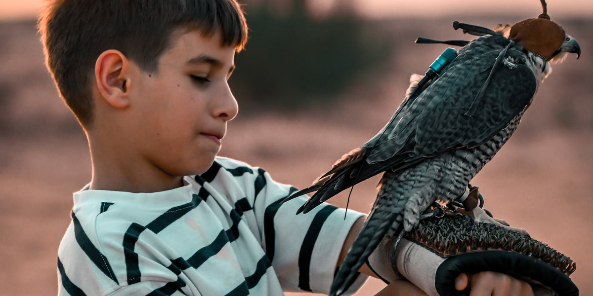 Experience Falconry on Dubai Desert Safaris