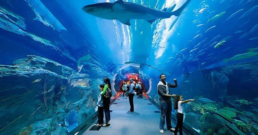 Dubai Aquarium vs SEA LIFE: Welches bietet das beste Aquarium-Erlebnis in den VAE?
