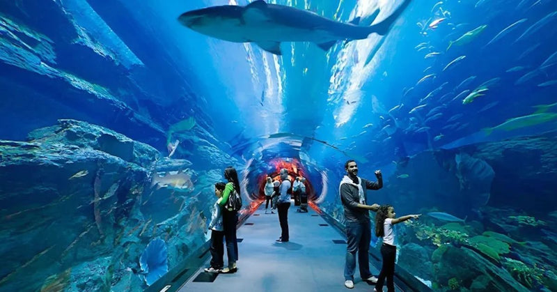 Dubai Aquarium vs SEA LIFE: Which is the Best Aquarium Experience in the UAE?