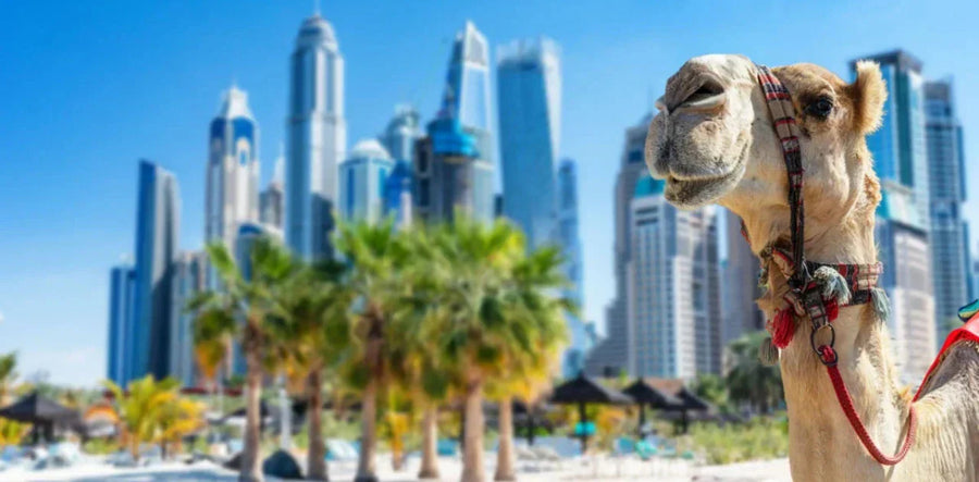 Top 5 Dinge, die Sie vor einem Besuch in Dubai wissen sollten