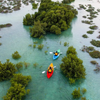 Mangrove Kayaking Abu Dhabi: Explore Eastern Mangroves Tours & Wildlife