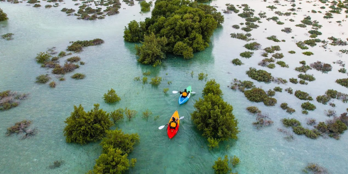 Mangrove Kayaking Abu Dhabi: Explore Eastern Mangroves Tours & Wildlife
