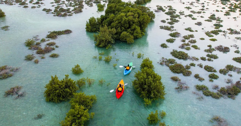 Mangrove Kayaking Abu Dhabi: Explore Eastern Mangroves Tours & Wildlife