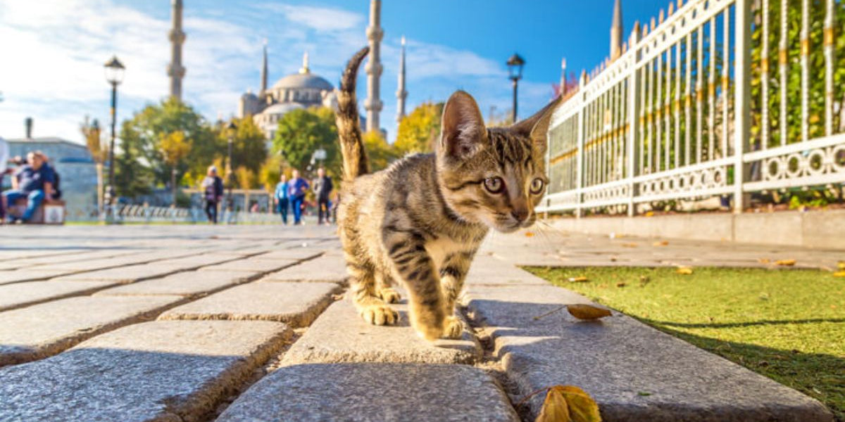 Why Are There So Many Cats in Istanbul