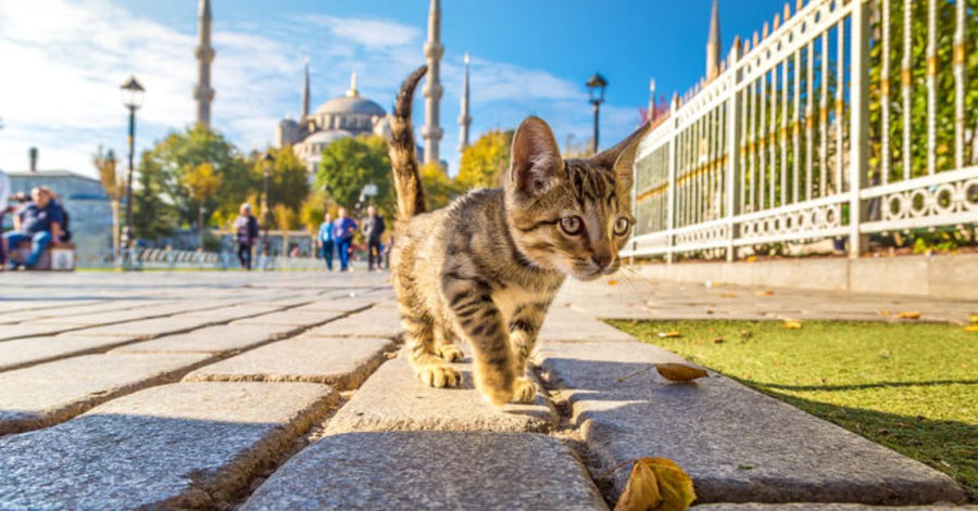 Warum gibt es in Istanbul so viele Katzen?