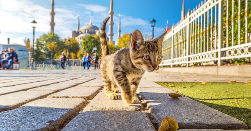 Why Are There So Many Cats in Istanbul