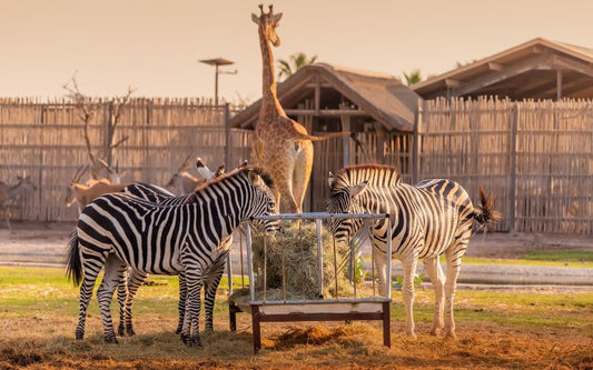 Dubai Safari Park Guide: Location, How to Reach, Booking Tickets