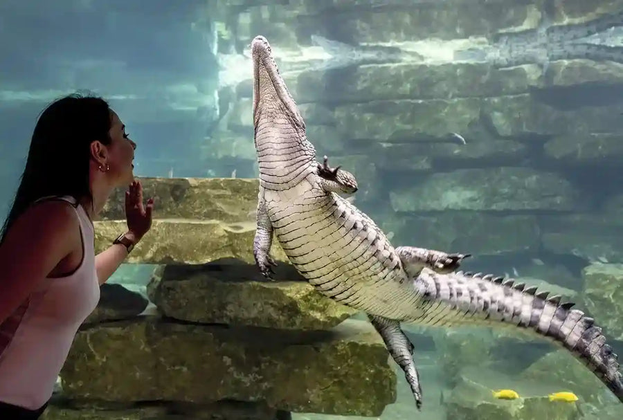 Alles, was Sie über den Dubai Crocodile Park wissen müssen: Lage, Anfahrt und Tickets