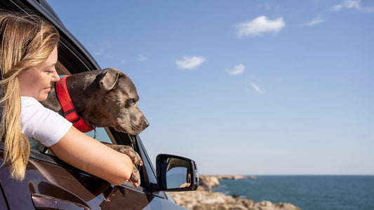 A Guide for Traveling with Your Pet in Alanya